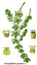 پر طاووسی سنبله ای